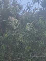 Baccharis salicifolia