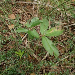 Comarum palustre