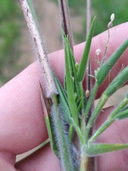 Dichanthelium scoparium