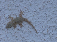 Tarentola mauritanica