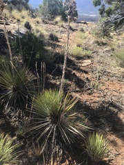 Yucca angustissima