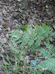 Agrostis capillaris