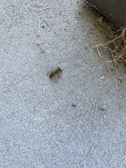 Vespula pensylvanica