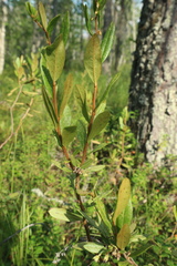 Chamaedaphne calyculata