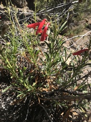 Penstemon barbatus