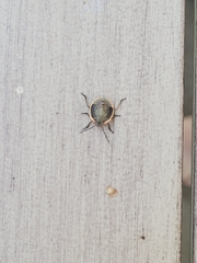 Chlorochroa