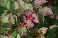 Viburnum edule