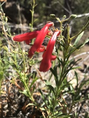 Penstemon barbatus