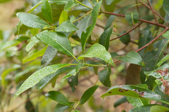 Lophostemon confertus