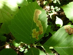 Cameraria guttifinitella
