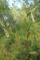 Chamaedaphne calyculata