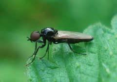 Dilophus febrilis