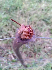 Andricus quercuscalicis