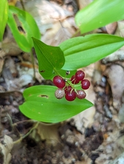 Maianthemum canadense
