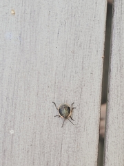 Chlorochroa