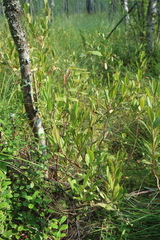 Chamaedaphne calyculata