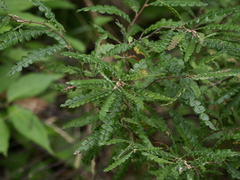 Comptonia peregrina