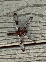 Libellula pulchella