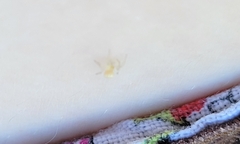 Theridiidae