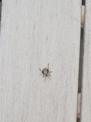 Chlorochroa