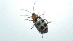 Paranapiacaba tricincta