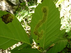 Cameraria guttifinitella