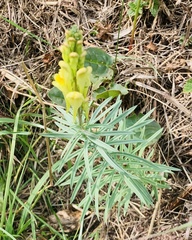 Linaria
