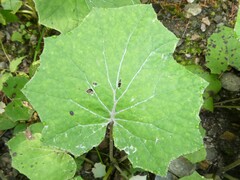 Golovinomyces cichoracearum