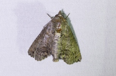 Paectes abrostoloides