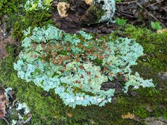 Ricasolia quercizans