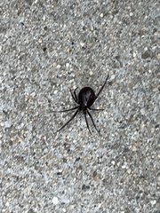 Steatoda grossa