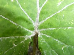 Golovinomyces cichoracearum