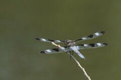 Libellula pulchella