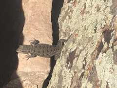 Sceloporus tristichus