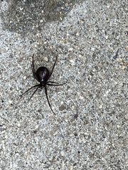Steatoda grossa