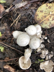 Leucocybe connata