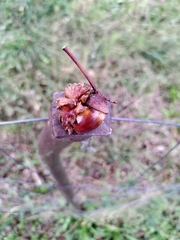 Andricus quercuscalicis