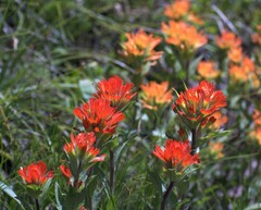 Castilleja hispida