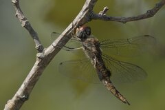 Pantala hymenaea