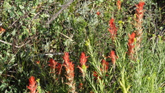 Castilleja linariifolia