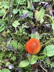 Hygrocybe conica