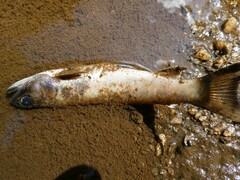 Salvelinus fontinalis