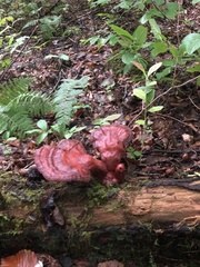 Ganoderma tsugae