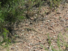 Aspidoscelis neotesselatus