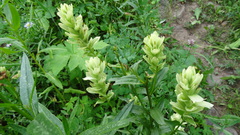 Castilleja septentrionalis