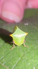 Stictocephala bisonia