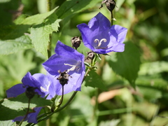 Campanula persicifolia