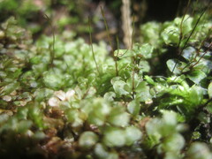 Mniaceae