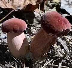 Baorangia bicolor