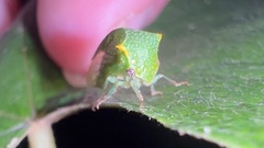 Stictocephala bisonia